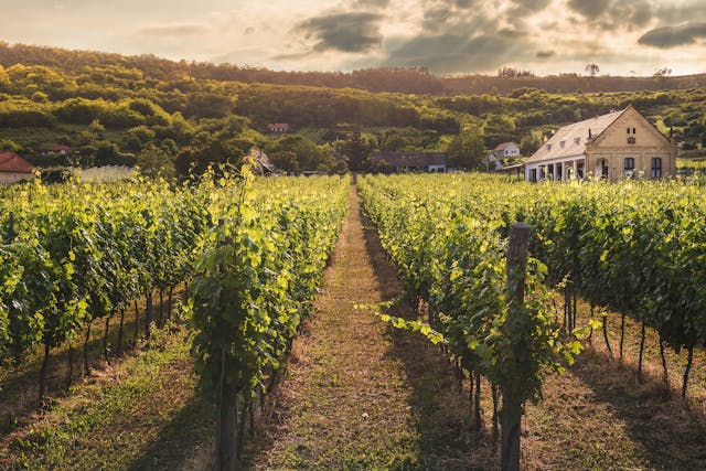 A vineyard near a house and a hill.